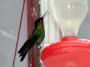 CostaRica06 - 190 * Fiery-throated Hummingbird